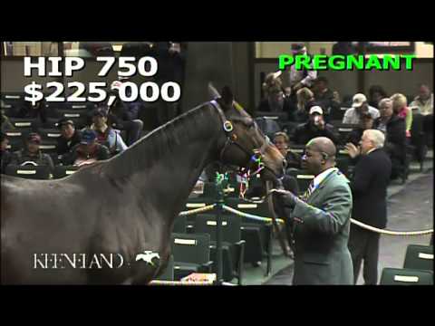 Hip 750, Little Bug - 2013 November Breeding Stock Sale