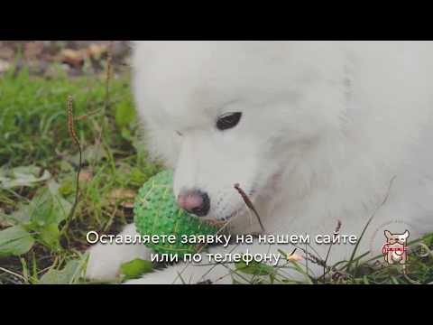 Работа в Гульдог — сотрудникам video thumbnail