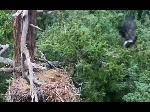 GROWLS ~ WOOHOO!! ~ JUNIOR FLEDGES IN CAM VIEW! ~ WAY TO GO JUNIOR! XOXOXOXOXO