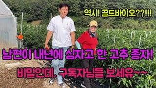 시범포 50여개중에 남편이 선택한 고추 종자!! 2024년 고추 농사 잘 짓는법 대공개!!