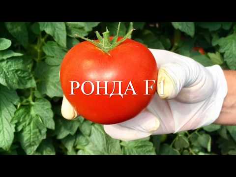 Томат Ронда F1 - якість, яка Вас здивує!/ Томат Ронда F1 - качество, которое Вас удивит