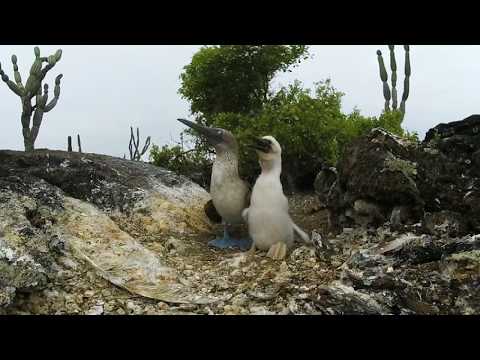 Galapagos Islands | Watch the wildlife of the islands in a 360° video