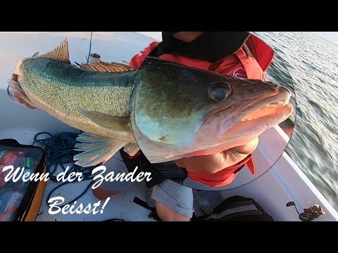 Wenn der Zander beisst! - einfach Angeln