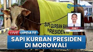 Dirawat Sejak Kecil, Sapi Milik Warga Morowali Dibeli Rp113 Juta untuk Kurban Presiden Prabowo