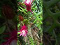 Fish bone Cactus  in flower #selenicereus #Fishbone #cactus #rickrack #plant