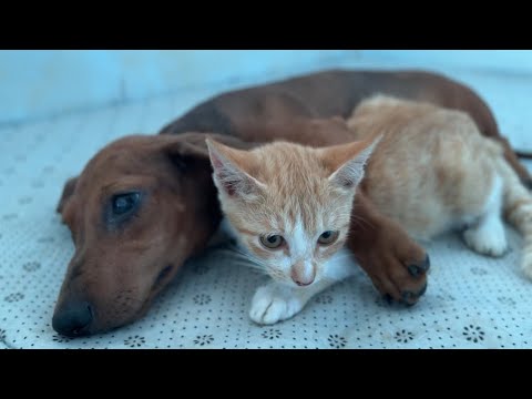 YouTube 썸네일