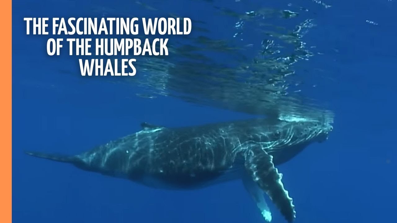 The 7 Best Documentaries About Humpback Whales