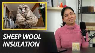 The STRUGGLE to market sheep wool insulation