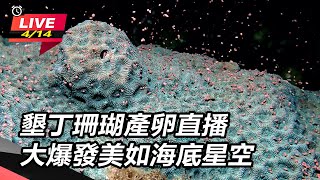 墾丁珊瑚產卵直播 大爆發美如海底星空