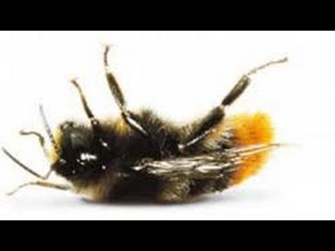 pourquoi la disparition des abeilles menace l'espèce humaine
