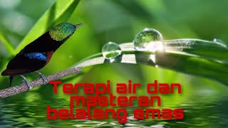 Download lagu Terapi air masteran belalang emas mp3