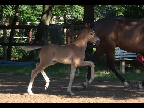 *2019 Stute von Maracana - Sandro Hit