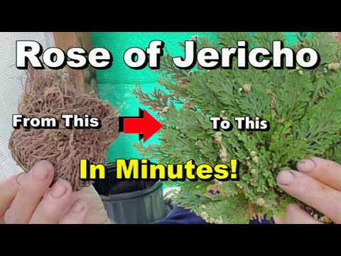 Propagate Rose of Jericho - Resurrection Plant