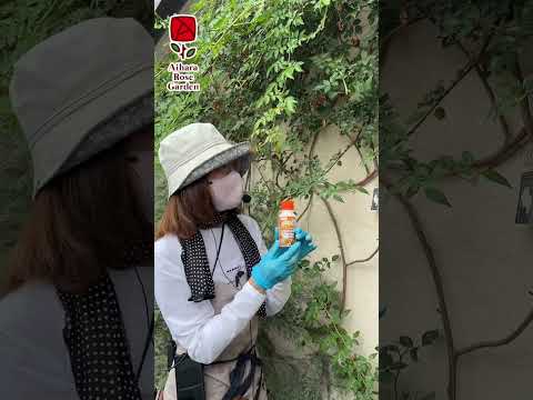 蘭のコナカイガラムシを駆除するにはどうすればよいですか?それらを永久に除去するための5つの自然な治療法  庭園