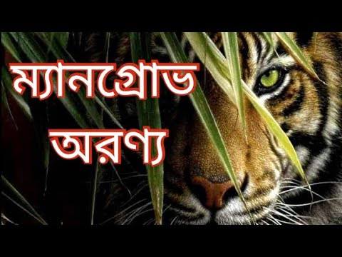 What is mangrove forest | Characteristics of mangrove forest | Mangrove forest explain in Bengali...