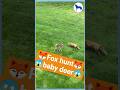 Red Fox Hunt a Baby Deer ! | #animalshorts
