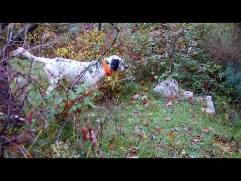 Asia #beccaccia #hunting #wildlife #setteringlese #woodcock #nature #action #animals #natura