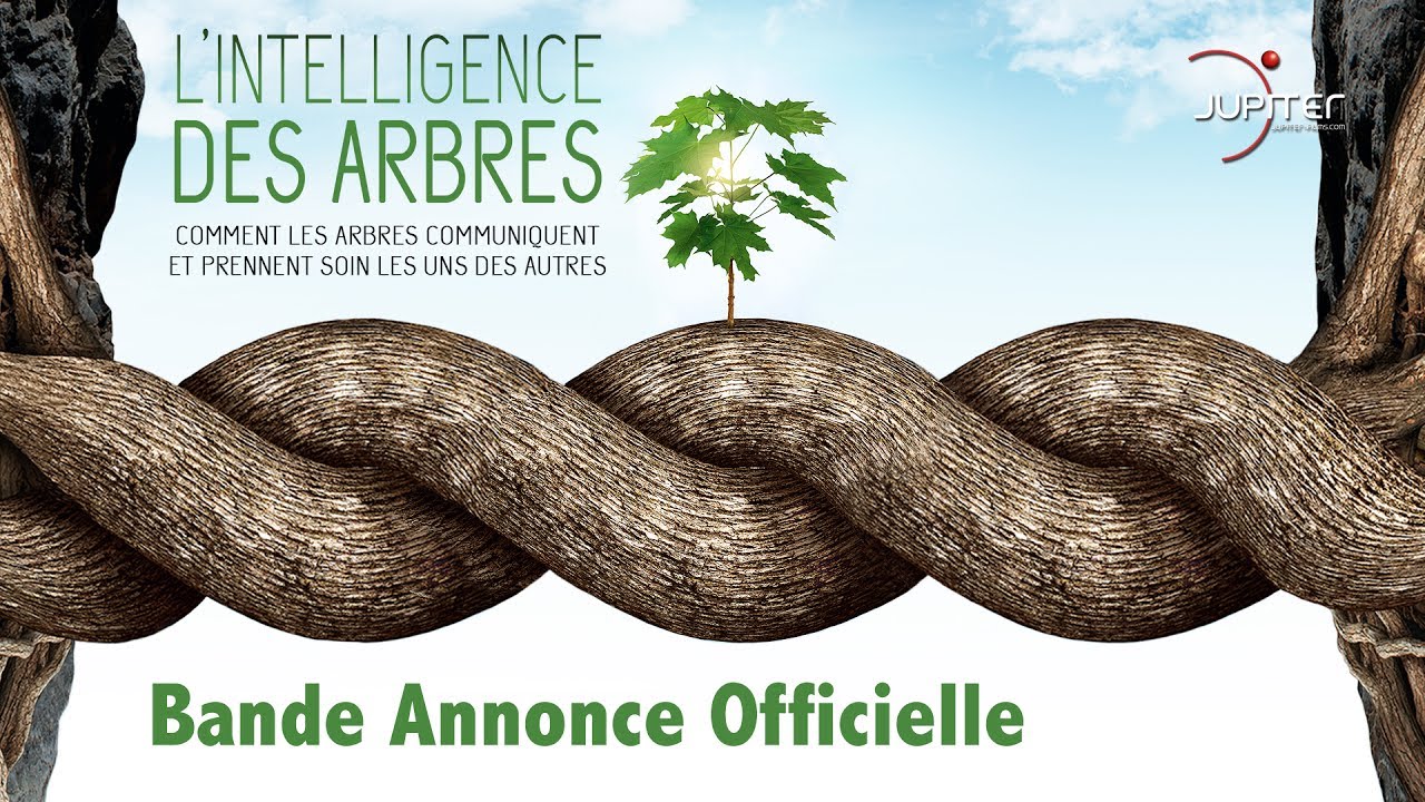 Miniature de la vidéo L'Intelligence des Arbres // Bande Annonce Officielle // VF du film L'intelligence des Arbres