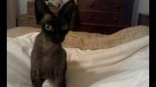 Devon Rex thinks he is a dog