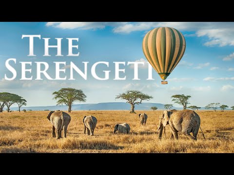 The Serengeti in 4K • Wild African Safari with Animals & Nature • Scenic Relaxation Film