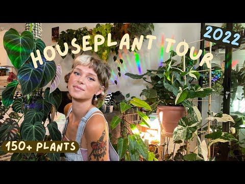 Houseplant Tour 2022 | 150+ plants in my small apartment 🌿 (rare + common!)