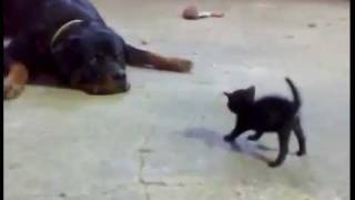 La lotta del gattino e del Rottweiler