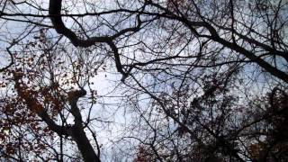 THE FORCE THAT THROUGH THE GREEN FUSE (Excellent reading!)