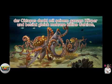 Ist Der Oktopus Wirklich Das Intelligenteste Tier Im Ozean?