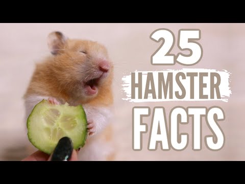 25 Facts About Hamsters ????