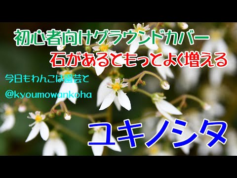 ユキノシタ '白鳥の舞'
