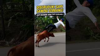 Download lagu Diseruduk Sapi Sampai Terbang! Sapi Ngamuk atau Sapi Durhaka? #netizen62 #shortvideo #meme62 mp3