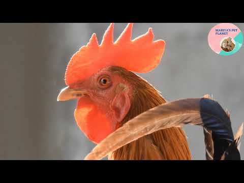Rooster Crowing Compilation.Chicken sounds.mariya's Pet Planet