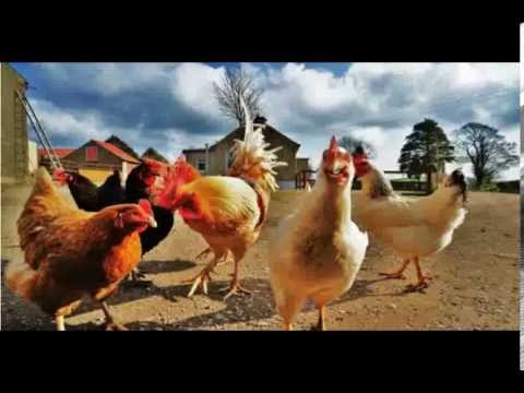 Down on the Farm ~The Shane Mac Project (Little Feat cover)