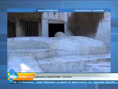 Шилку в Японии показали