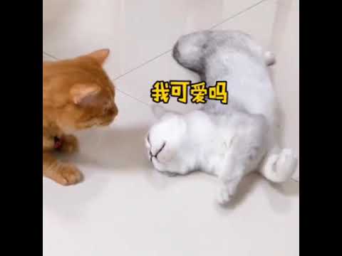 When a female cat in heat meets a neutered male cat