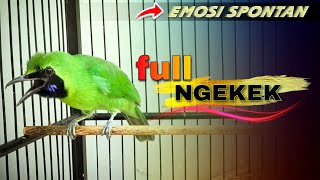 Download lagu 🔴FULL NGEKEK‼️MASTERAN CUCAK IJO GACOR JAMBUL DAN NGENTROK mp3 Download lagu 🔴FULL NGEKEK‼️MASTERAN CUCAK IJO GACOR JAMBUL DAN NGENTROK mp3