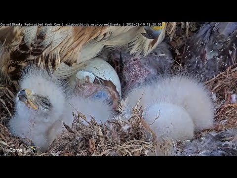 Egg #3 Hatches! First Looks At "M3" The Third And Final Red-tailed Hawk Chick | May 10, 2023