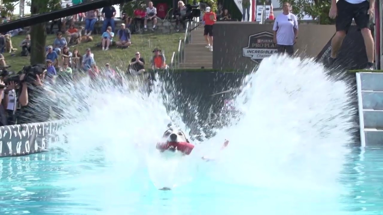 Incredible Dog Challenge 2025 National Finals Presented by Purina Pro Plan