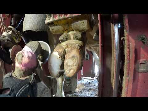 WATCH ME TRIM ALL 4 of THIS BULL's HOOVES / Hoof Restoration // Transformation //