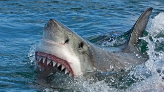 Meet the great white shark | Oceana
