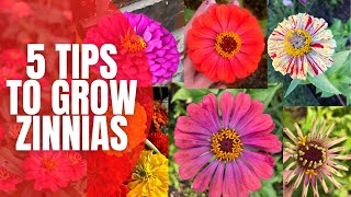 5 Tips to Grow AMAZING Zinnias || How To Grow Zinnias || Cut Flower Garden
