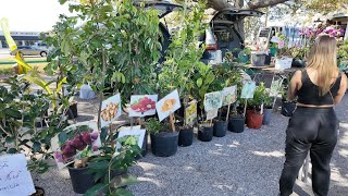 🇺🇸 Asian Farmer's Market Icot Blvd at Clearwater Florida 🇺🇸 USA 2024