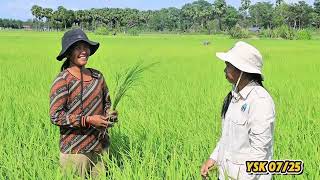 លទ្ធផលនៃការព្រោះស្រូវសែនក្រអូបតាមគោលការណ៍ស្រែល្អដោយមានការណែនាំពីមន្រ្តីកសិកម្មឃុំតាំងក្រសាំង