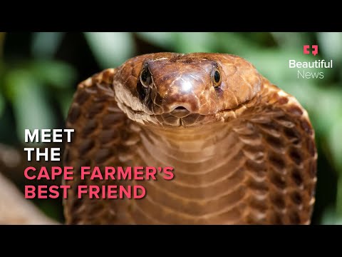 Why Cape cobras are a farmer’s ultimate companion | Beautiful News
