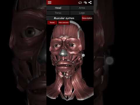 Muscular System 3D (anatomy) Video