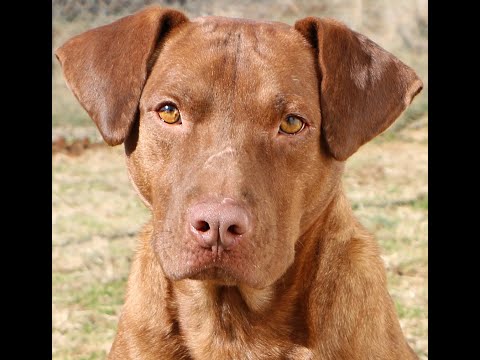 Zuma, an adoptable Labrador Retriever Mix in Charles Town, WV_image-1