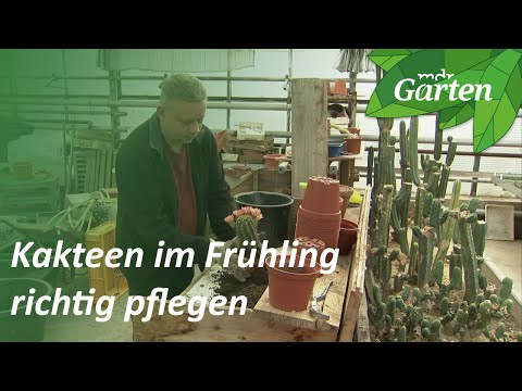 , title : 'Kakteenpflege im Frühling: 3 Tipp vom Kakteengärtner | MDR Garten'