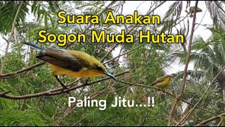 Download lagu Suara Pikat Anakan Sogon Muda Hutan Paling Jitu mp3