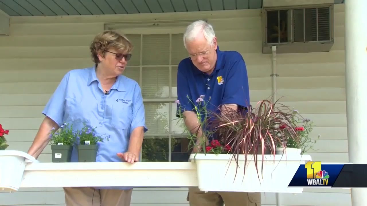 Red, white and blue plants for 4th of July