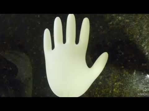 Animal Age: The Meltdown Part 19 - Fire King